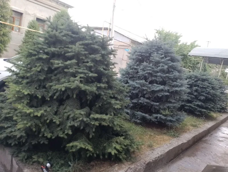 Продается ель пушистые 1