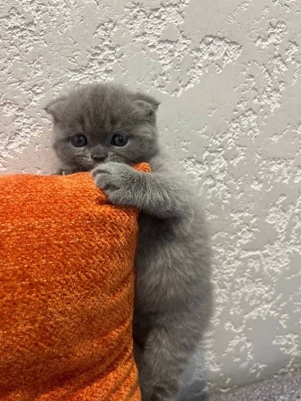 Продается девочка скотиш фолд — фото 1