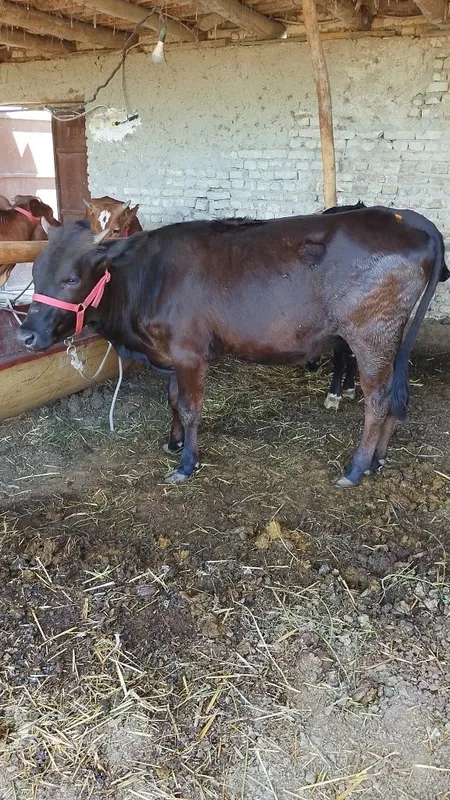 Sotiladigan mollar bor 2
