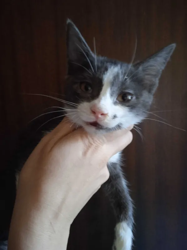 Красивые котята -девочки, 3 месяца. — фото 6