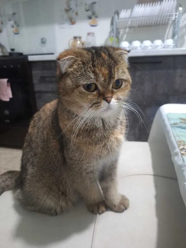 Котята Шиншиллы элитных кровей (Британцы/Шотландцы) 7 Котята Шиншиллы элитных кровей (Британцы/Шотландцы) 7