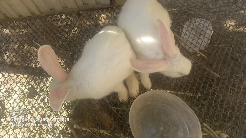 Turfa xil zotdagi quyonlar sotiladi 5