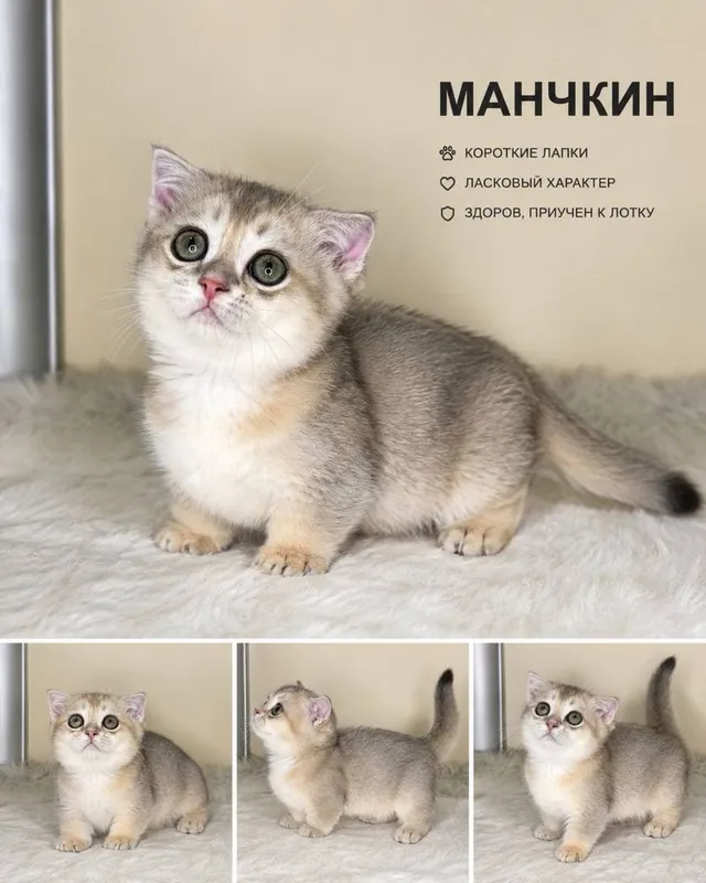 Продается сепер про Манчкин