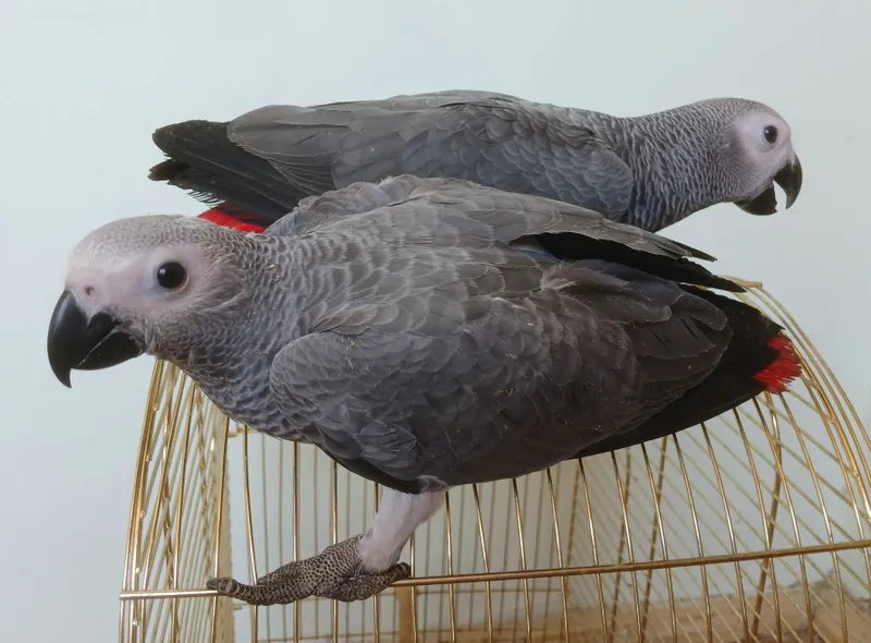 Жако Конго выкормыш ручной 1