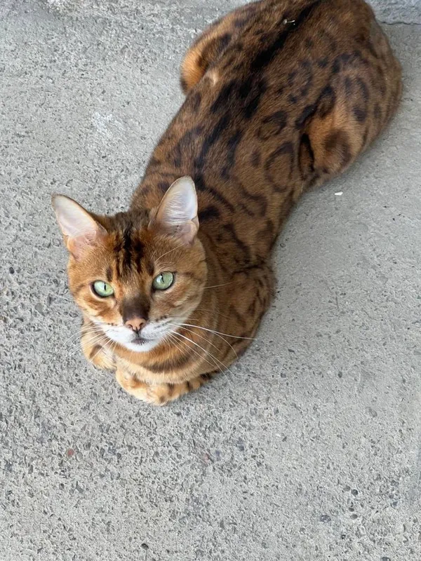 Бенгальский кошка — фото 2