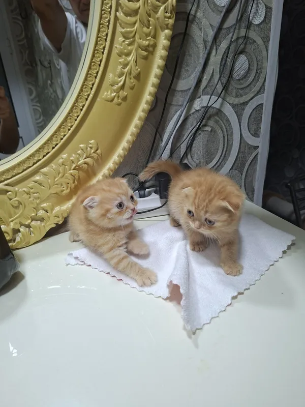 Котята кошки шотландский котёнок шотландская скоттиш фолд девочки — фото 6 Котята кошки шотландский котёнок шотландская скоттиш фолд девочки — фото 6