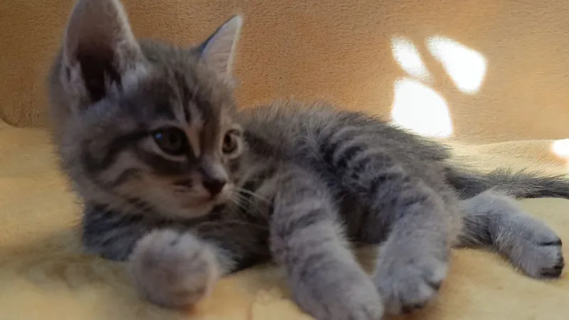 Котик в хорошие руки,  кушает все , ходит в лоток.