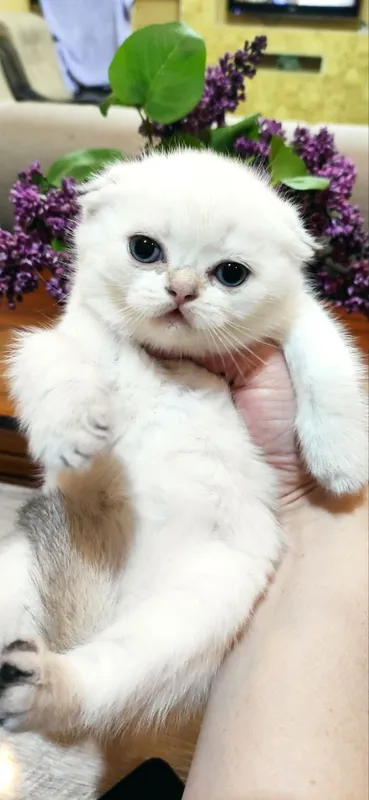 Продаются шикарные котята скотиш фолд и скотиш страйт — фото 1