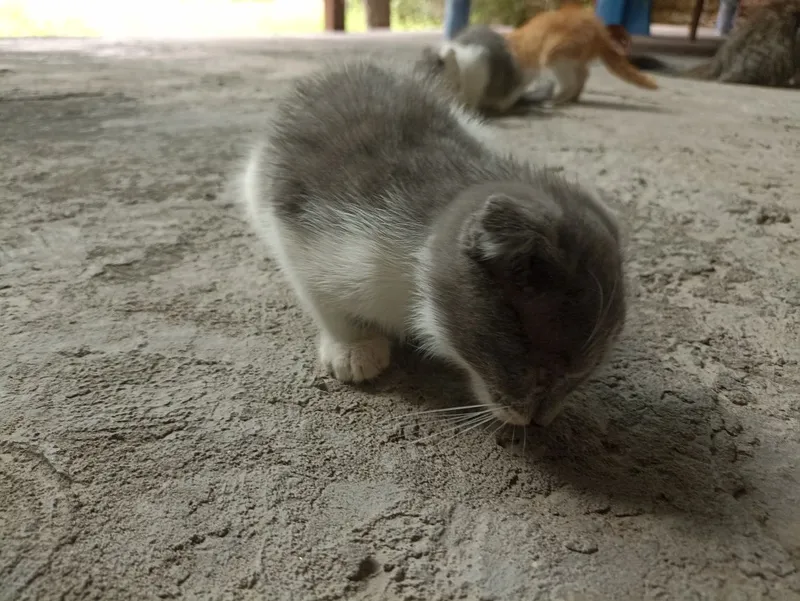 шотландскую вислоухую (Scottish Fold). 3 шотландскую вислоухую (Scottish Fold). 3