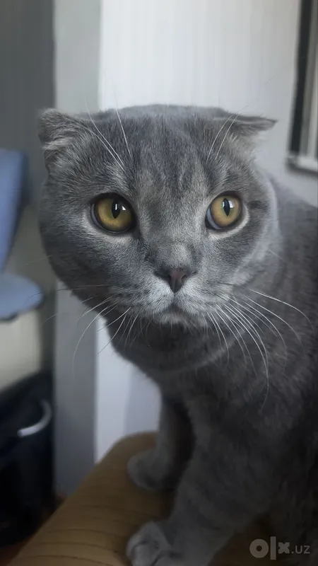 Scottish Fold MuMu 2 Scottish Fold MuMu 2