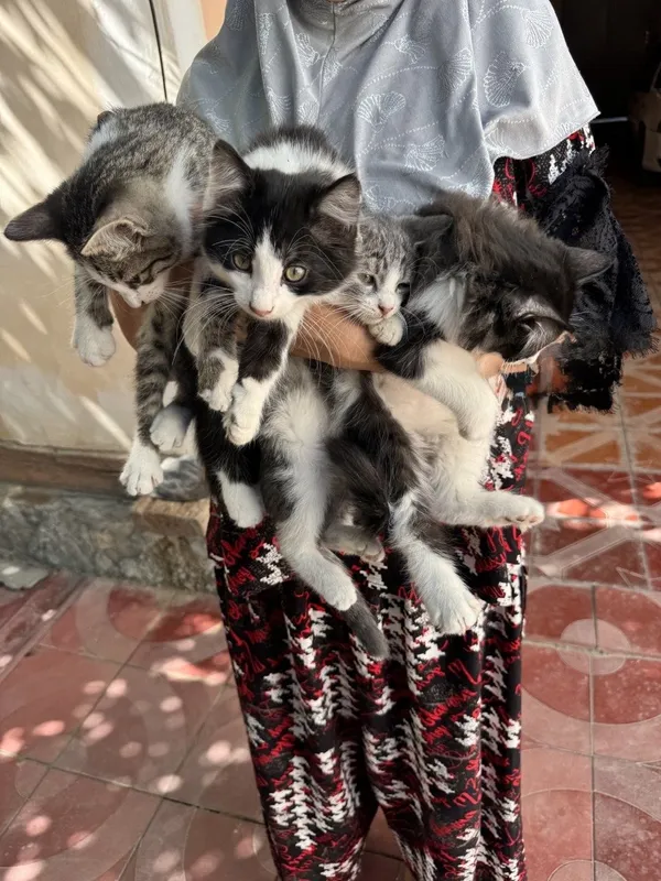 Котята, котенок, кошка. Мушук боласи́, мушукчалар. — фото 1