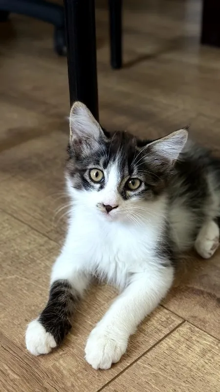 Котята ищут себе добрых хозяев 3 Котята ищут себе добрых хозяев 3