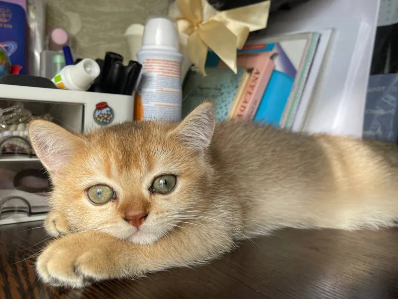 Золотая шиншилла мальчик. 3 Золотая шиншилла мальчик. 3