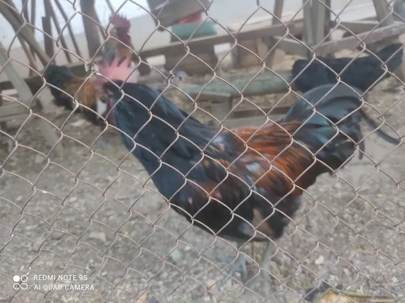 Uhelya horozlari sotiladi 2 Uhelya horozlari sotiladi 2