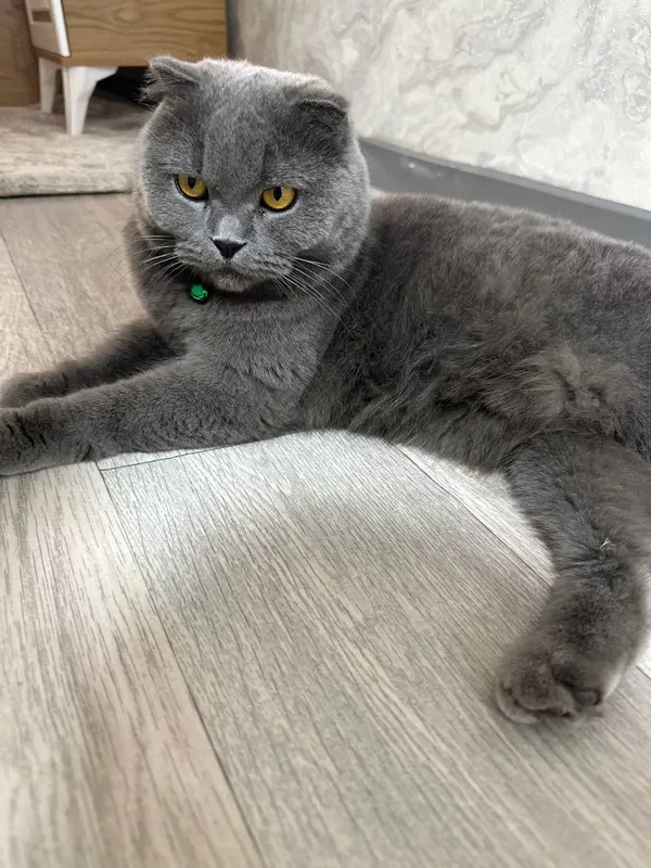 Zotdor urg‘ochi British Shorthair 2 Zotdor urg‘ochi British Shorthair 2