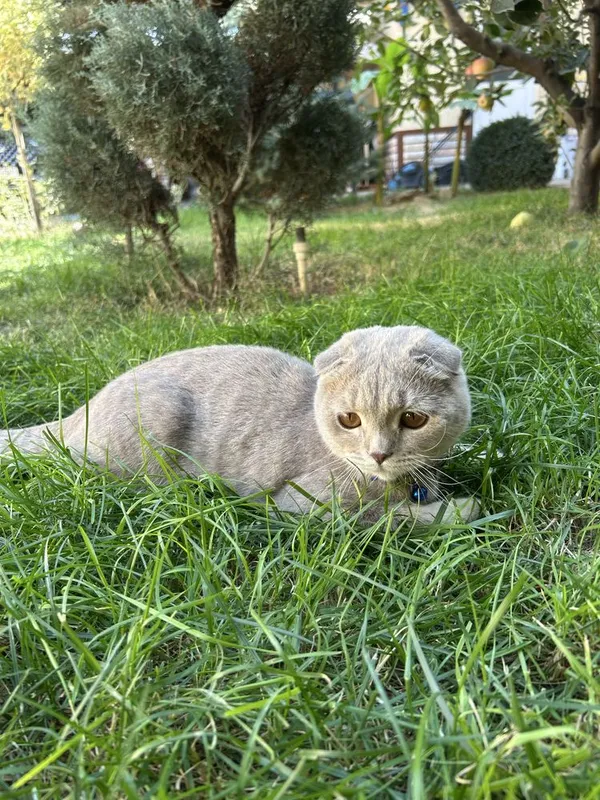 Mushuk Scottish Fold — фото 2