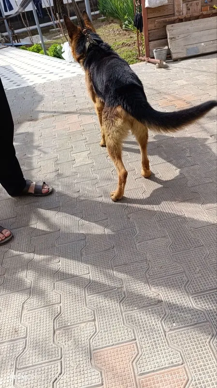 Овчарка немецкий — фото 2