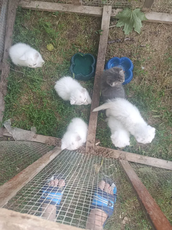 Веслоухие котята