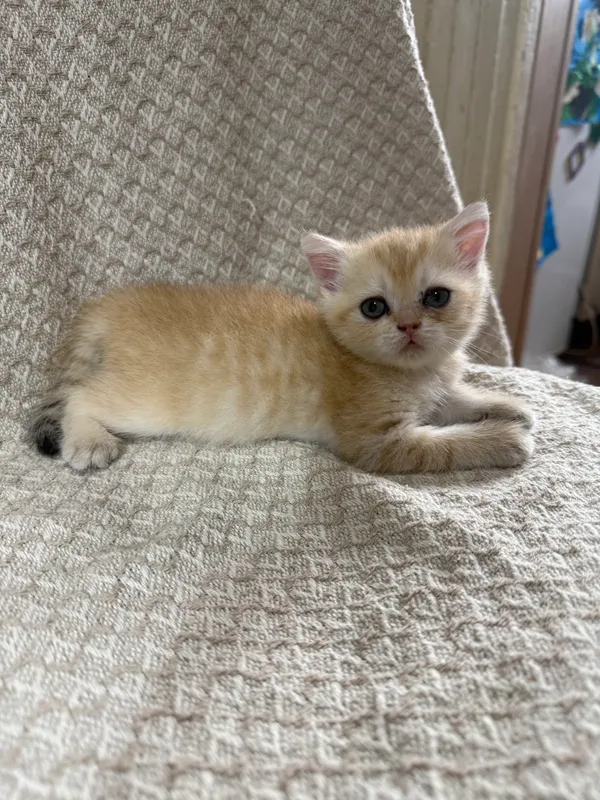 Britan chinchilla mushukchalari 2 Britan chinchilla mushukchalari 2
