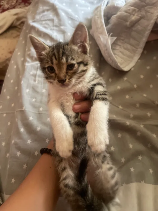 Кошка