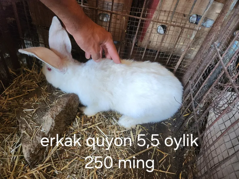 Bozordan orzon sifatli quyonlar 3 Bozordan orzon sifatli quyonlar 3