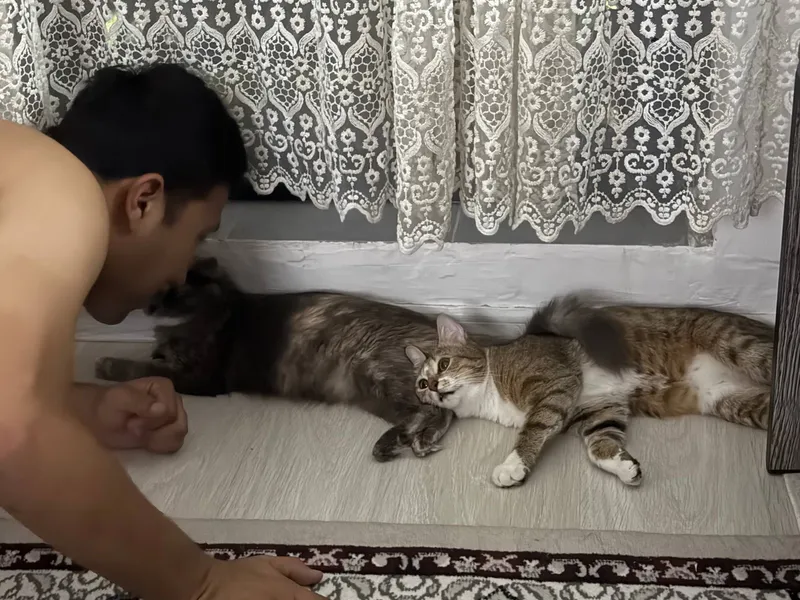 Кошка в хорошие руки 5