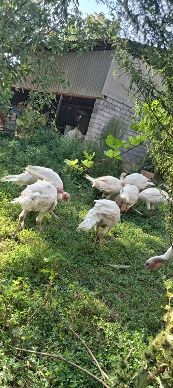 Big 6 kurkalari bor sotiladgon kere bosa tel qilylar kilosi 10 kilo — фото 4