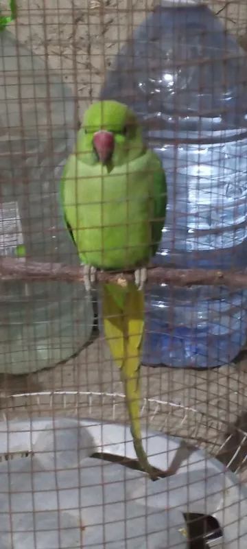 ajerala 1 3