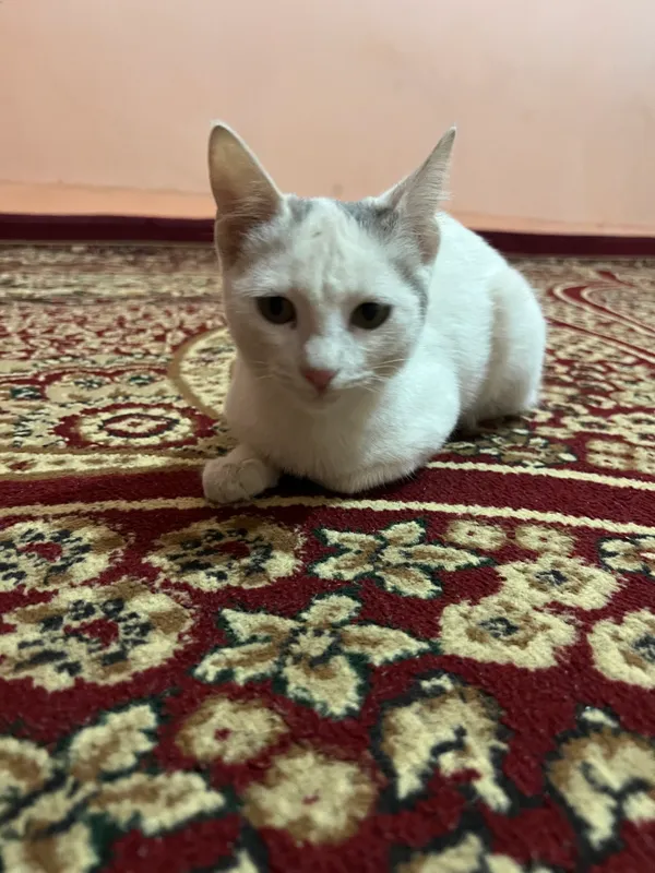 Mushuk turk angorasi 2 Mushuk turk angorasi 2