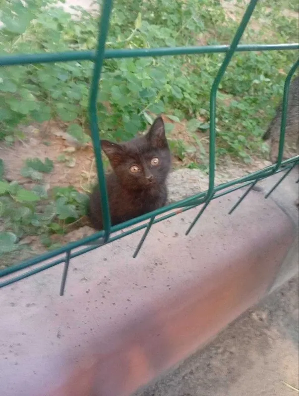 Маленькие котята ищут дом — фото 1