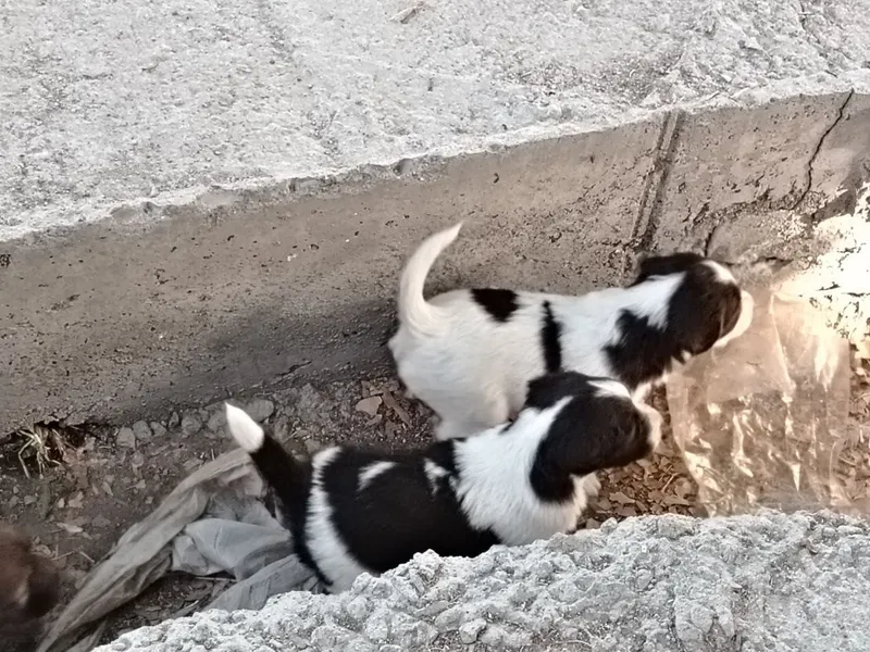 Kuchukchalarni mehribon qo‘llarga beraman! 7 Kuchukchalarni mehribon qo‘llarga beraman! 7