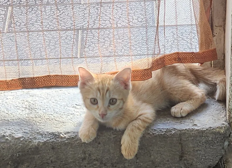 Веселая игривая кошка