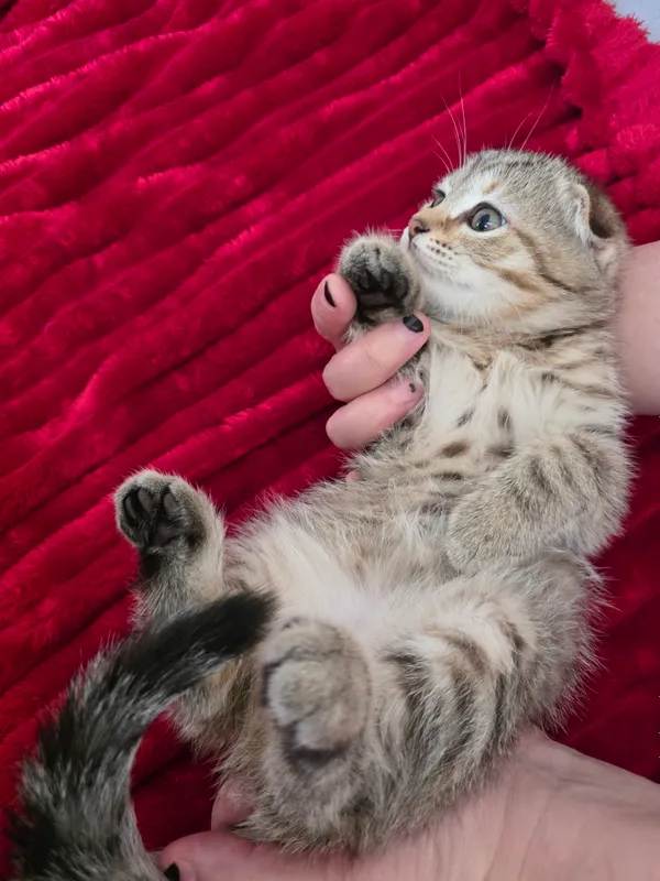 Продаются котята 2