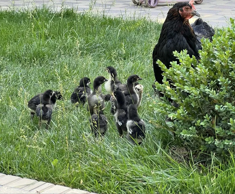 Jojalar sotiladi 3haftalik