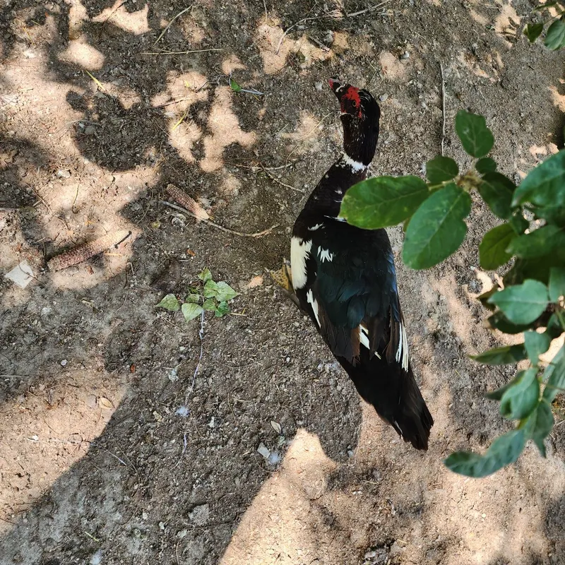 Indiskiy o‘rdak xo‘rozi sotiladi! Sog‘lom, yirik va yaxshi parvari — фото 2