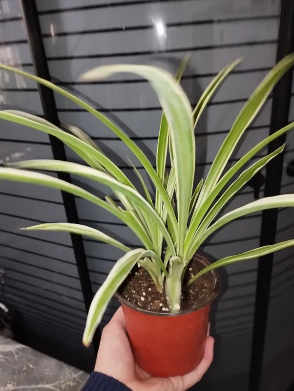 xloraftrum