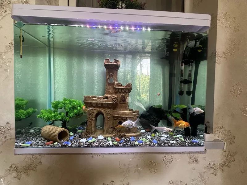 Akavarium yengi 1 haftali Akavarium yengi 1 haftali