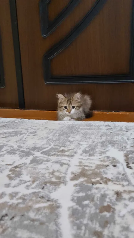 Котёнок Норвежской лесной кошки, мальчик, 3 месяца — фото 1