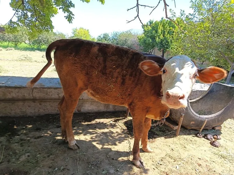 Mol sotiladi yosh hali tugmagan 1