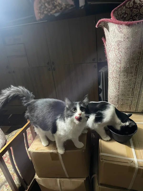 Домашние котята ищут себе новый дом