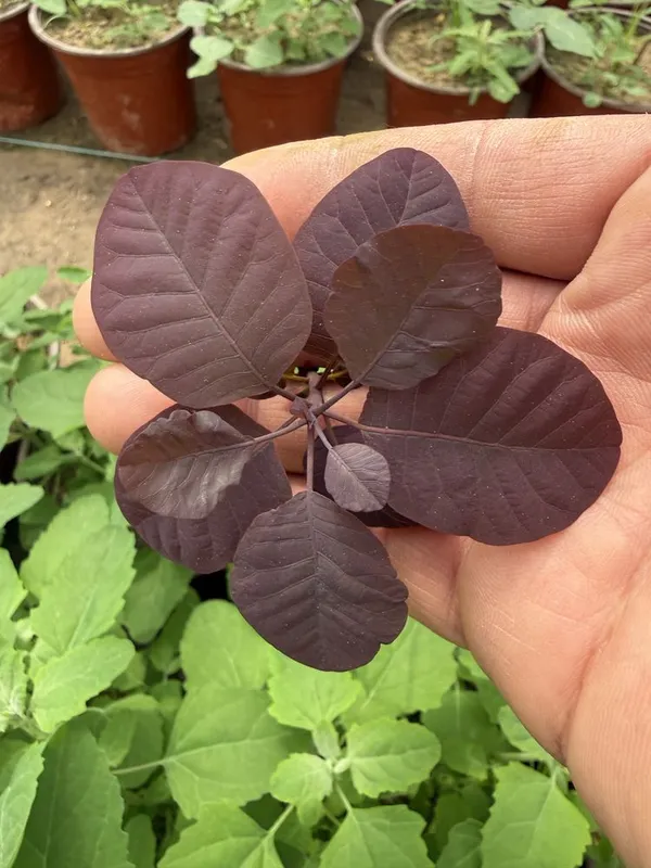 скумпия ‘atropurpureum’ kochati — фото 2