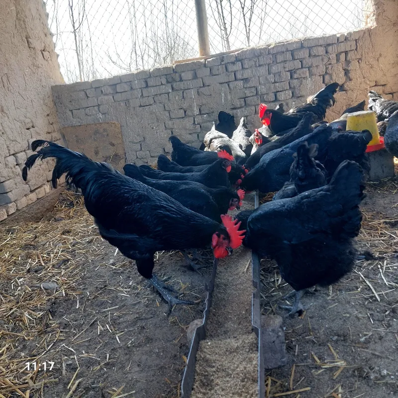 Qora shahzoda tuxumlari sotiladi.