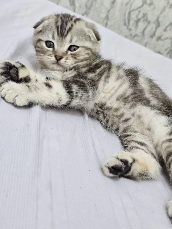 Продаются породистые котята скотиш фолд котята 2 девочки и 2 мальчика — фото 1