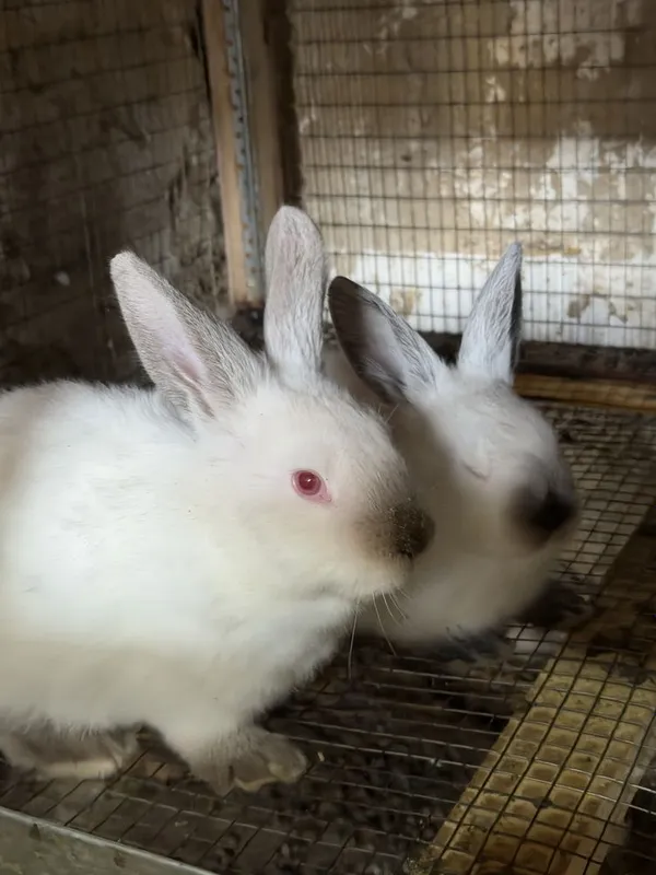 Hikol va kaliforniya quyonlari sotiladi