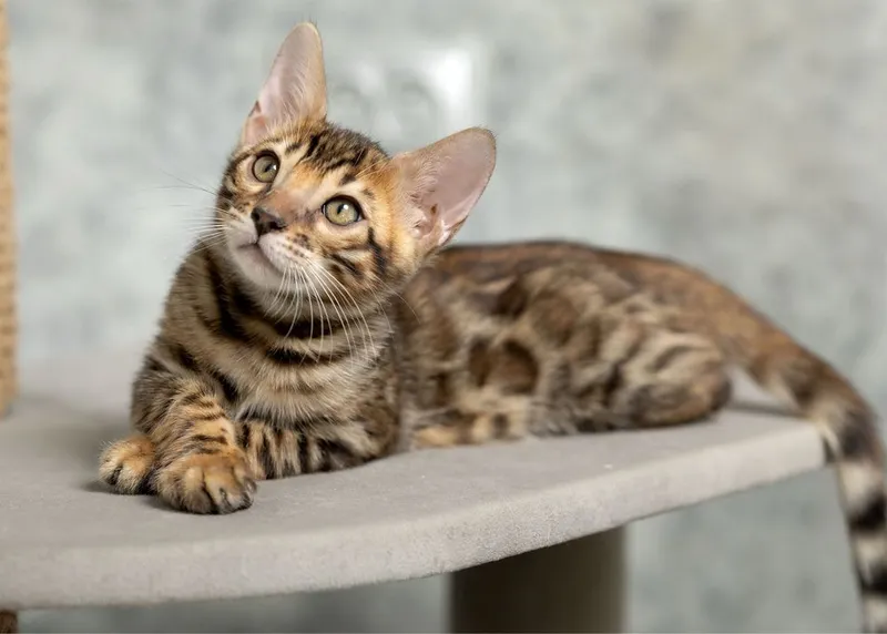 Клубный бенгальский котенок 3 Клубный бенгальский котенок 3