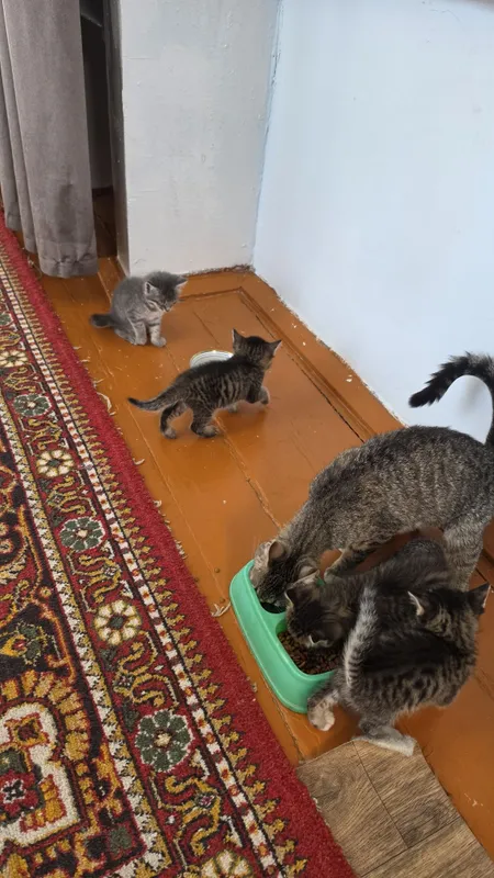 Отдам котят бесплатно в хорошие руки