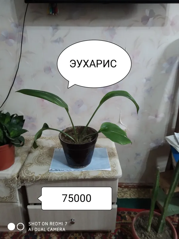 Цветки на горшке комнатные 6