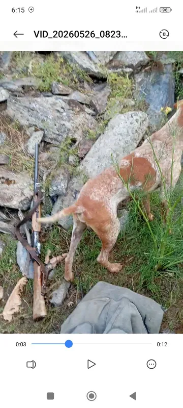 It sotiladi Fokster zotli 2 It sotiladi Fokster zotli 2