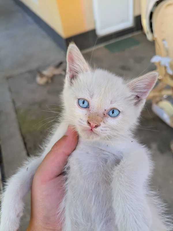 Котята ищут хороших хозяев 5