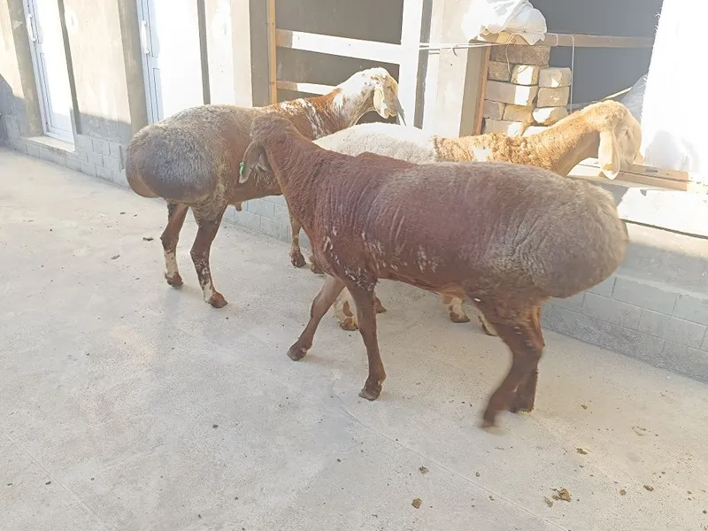 Zotli qoʻchqorla sotiladi